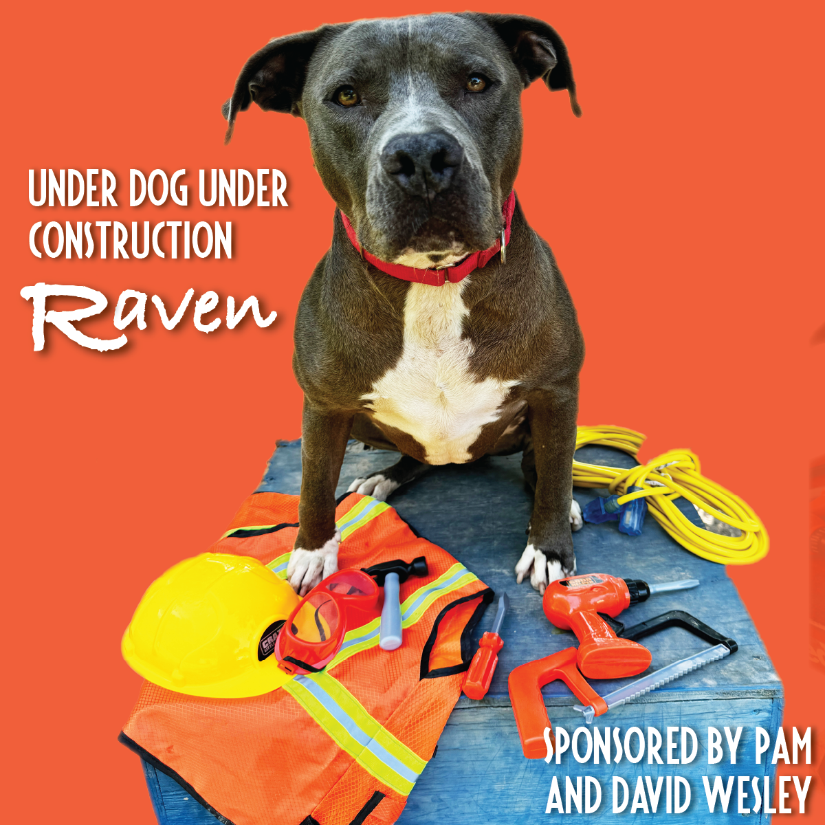 underdog_raven